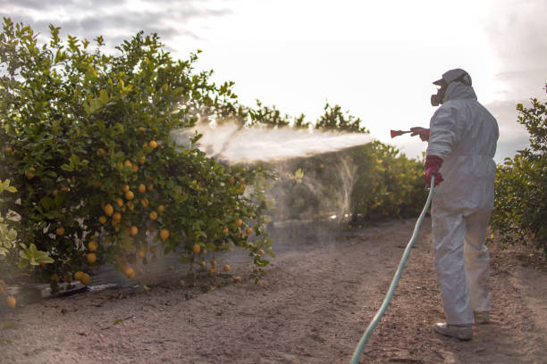 Best Insect Control  in East Islip, NY