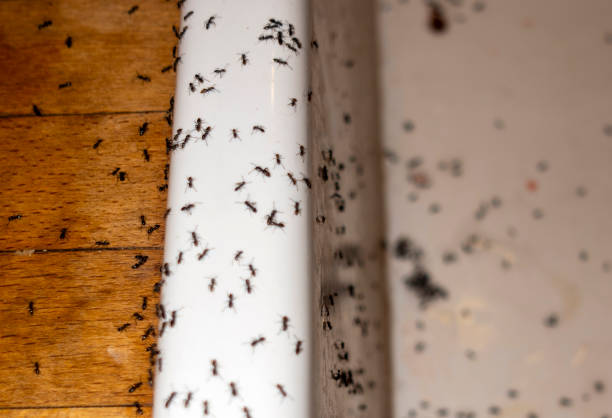 Best Termite Control Services  in East Islip, NY